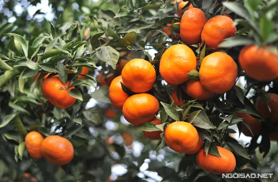 Cao Phong orange festival held for the first time