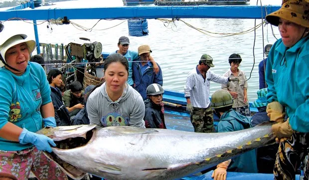 Japanese firm shows high interest in Phu Yen tuna