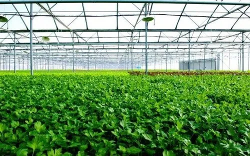 Vietnam's organic farm recognized by US and EU