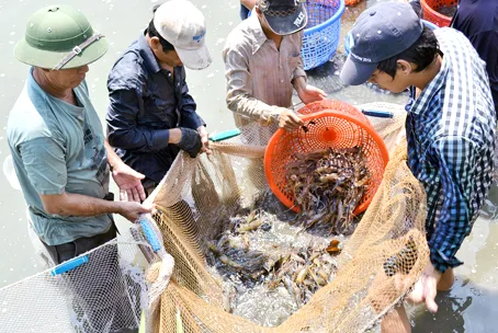 Vietnamese shrimp exports to decline in Q4