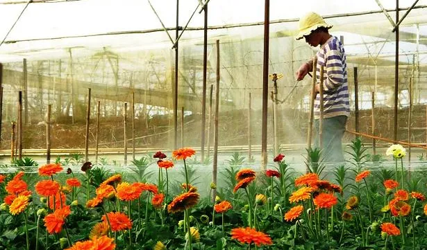 Da Lat farmers in rush for the flower festival