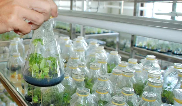 Agricultural incubation program shows effectiveness