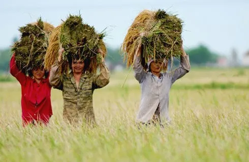 Vietnam agriculture forum 2015 kicks off