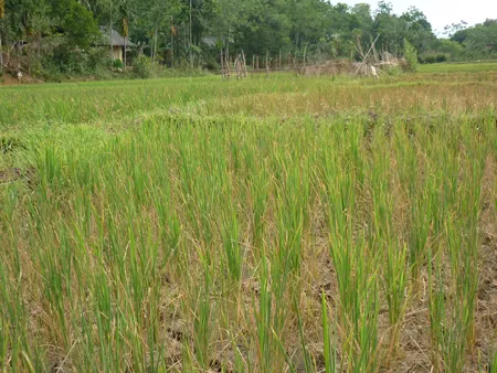 Nghe An Province suffers harsh weather