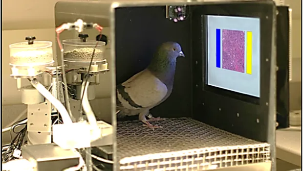 Pigeons Pathologists Learn to Detect Cancer
