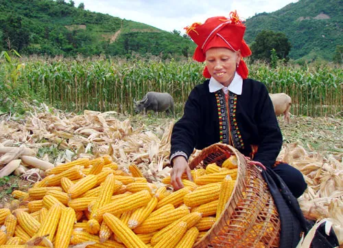 Vietnam to address disproportionate poverty among ethnic groups