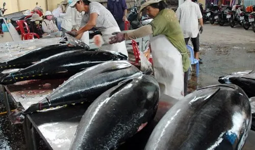 Binh Dinh applies Japanese fishing technology
