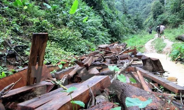 Southern localities review forest protection activities