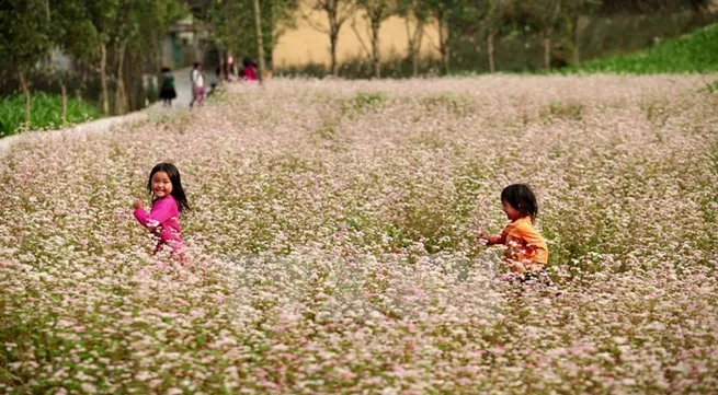 First Tam Giac Mach flower festival to be held in Ha Giang