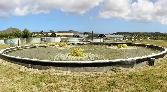 Vietnam to apply Biofloc technology toward sustainable aquaculture development