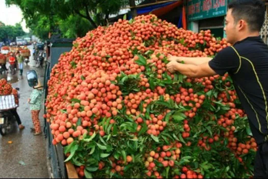 Vietnam prepares lychee exports to the US & Australia
