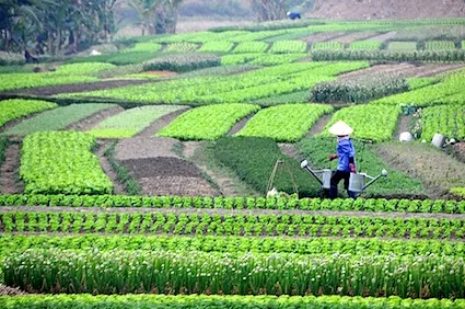 Promoting multifunctional agricultural cooperatives with Japan