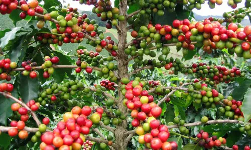 Coffee flowers bloom early, farmers worried