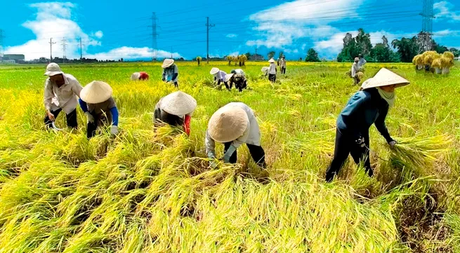 Vietnam to develop a national rice brand