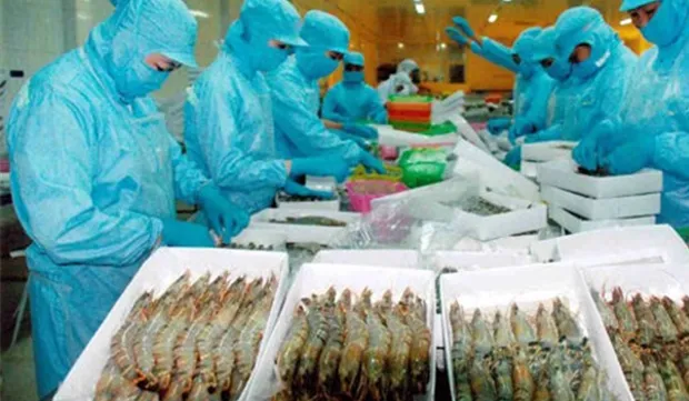 Huge potential of organic shrimp farming in Ca Mau Province