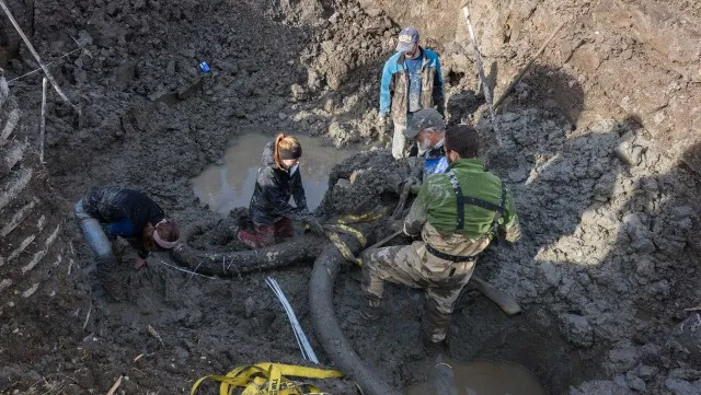 Farmers stumble across mammoth skeleton in their soybean field