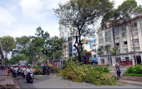 HCMC invests $21m in tree planting