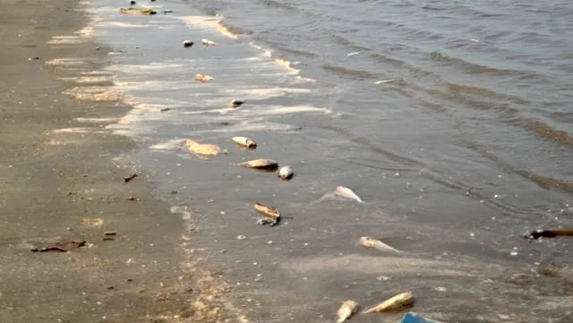 Speedier investigation of mass fish deaths urged