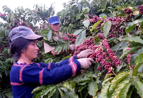 Interest in coffee farming wanes in Highlands