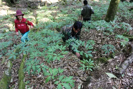 Ngoc Linh ginseng promoted as national brand