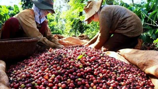Vietnam sets to export US$6 billion of coffee by 2030