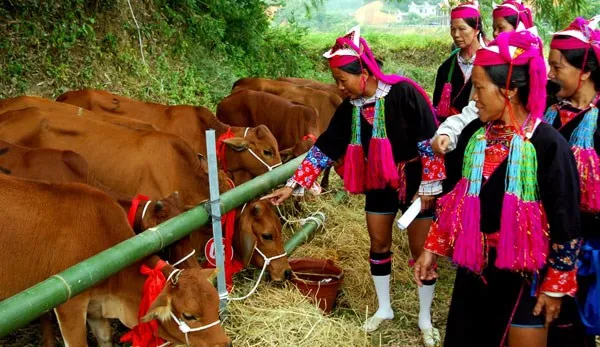 Binh Phuoc gives breeding cows to ethnic minority households