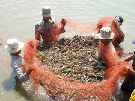 Adaptation of shrimp farming to climate change