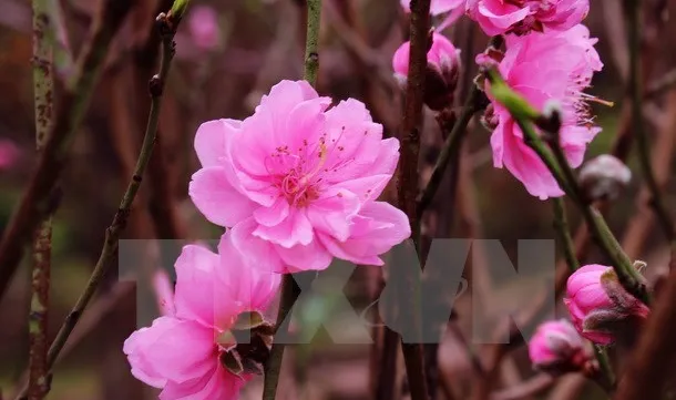 Tet gathering held for international community in Vietnam