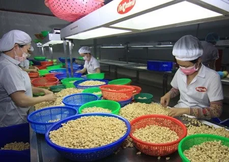 Vietnam remains world’s top cashew exporter