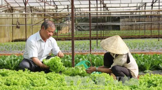 Thailand leads in vegetable exports to Vietnam
