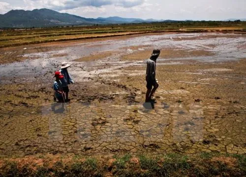 Mekong Delta loses 500ha annually