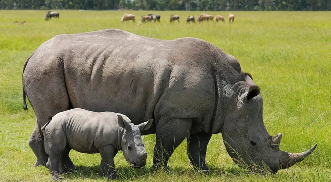 Vietnamese youth urged to save rhino