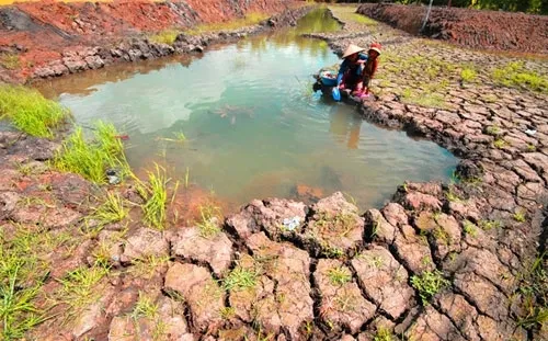 Locals join hands to fight against saline intrusion