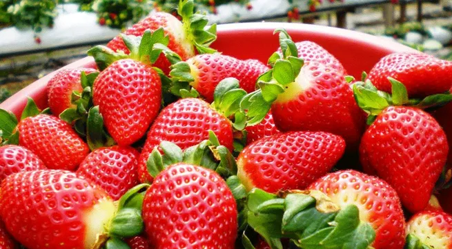 Developing building Da Lat strawberry brand