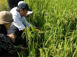 Saline-resistant system proves effective in Tra Vinh