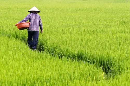 Quang Tri recovers rice fields after cold snap