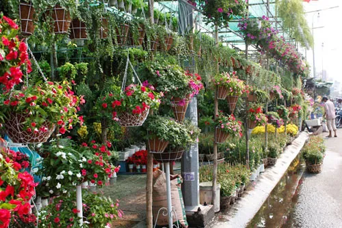 Ornamental plant festival takes place in Hanoi