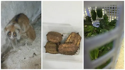 Rare animals rescued in Hà Nội