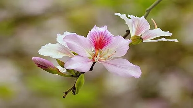 Ban flower cuisine a great treat for visitors