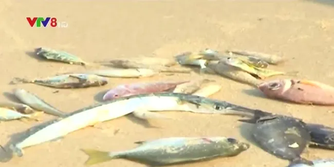 PM orders audit into mass fish deaths