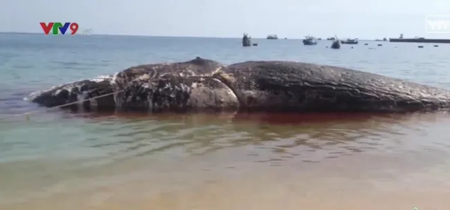 Dead whale buried on land