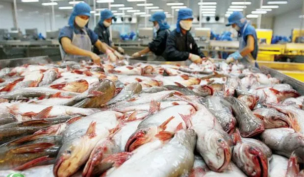 Tra fish supply chain proves effectiveness