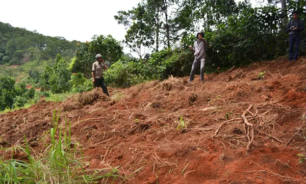 Central highland combats forestland loss