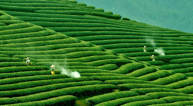 First Tea festival launched in Moc Chau