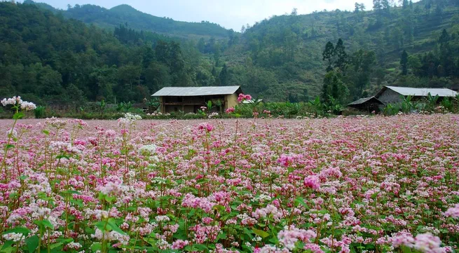 Buckwheat flower festival