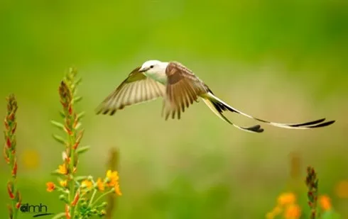 Photo exhibit to display wild beauty