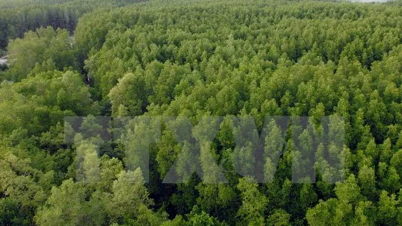 Thanh Hoa works to preserve mangrove forests