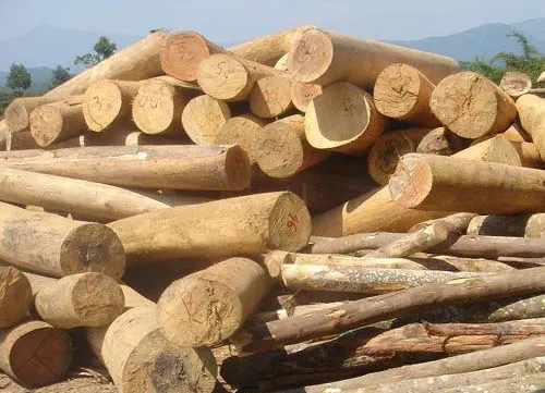 Timber smuggling targeted