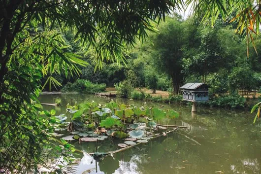 Preserving Vietnamese bamboo species