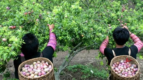 Tourists enjoy plums at Moc Chau Plum Harvest Festival